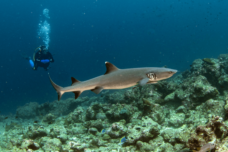 Baby shark close to scuba diver in the Maldives