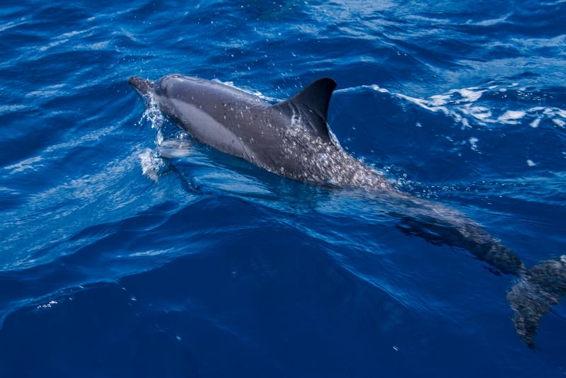 Dolphin cruise in the Maldives