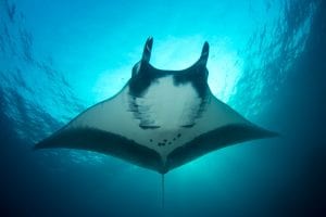 Giant Manta Ray