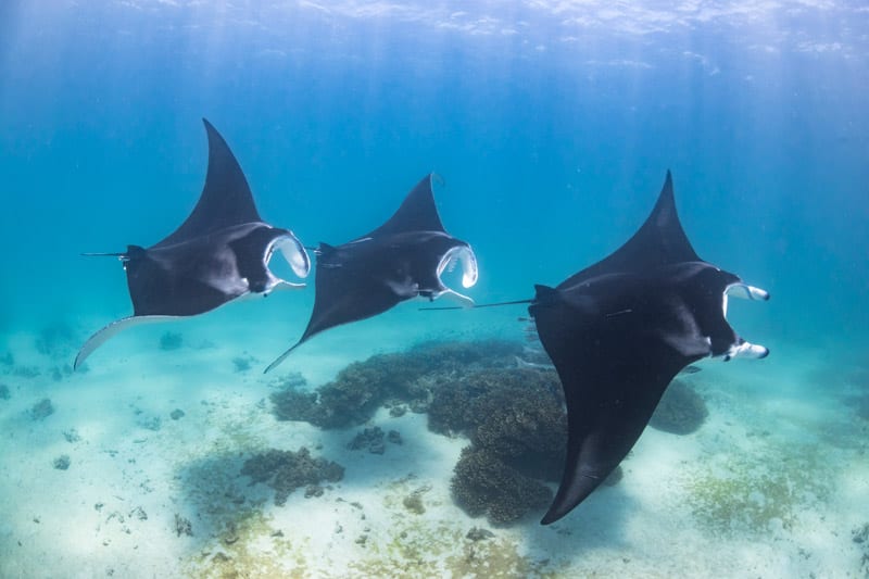 Mantas chain in the Maldives