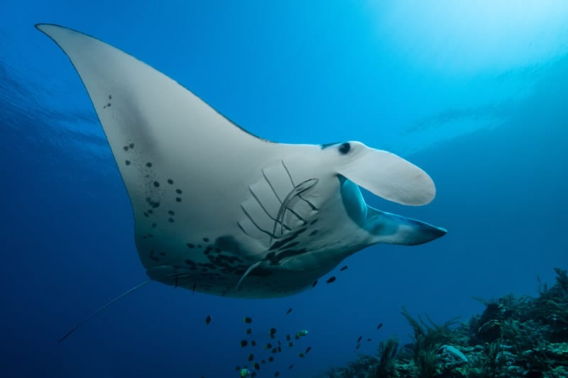 Reef Manta