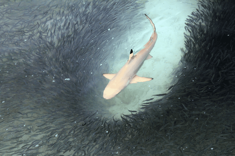 Blacktip reef shark (Carcharhinus melanopterus) feeding