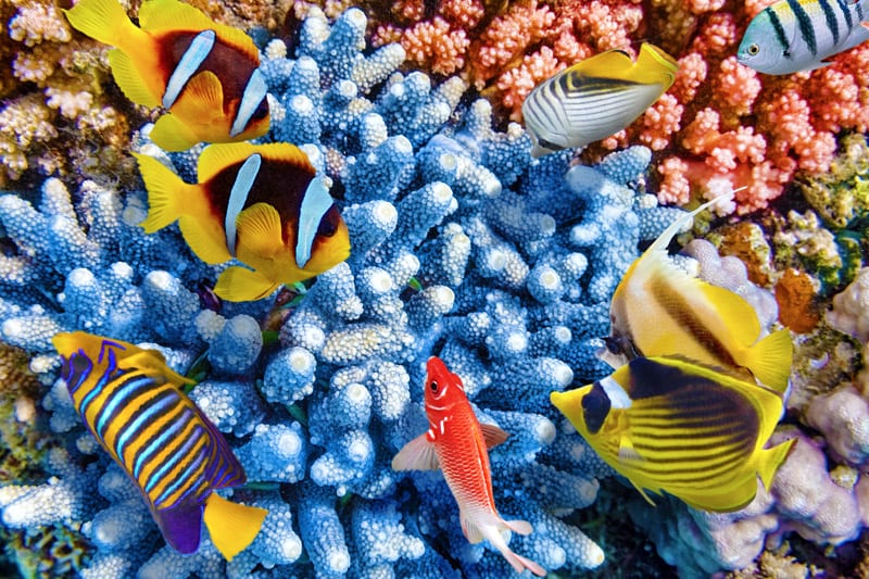 Blue corals and tropical fishes on a colorful coral reef