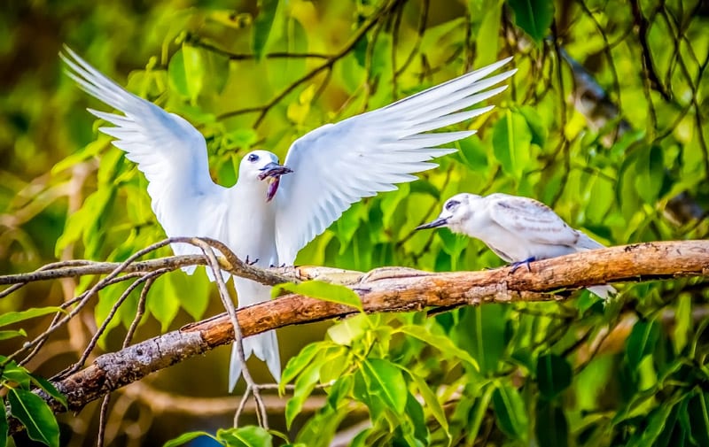 White terns at Addu Park - Maldives