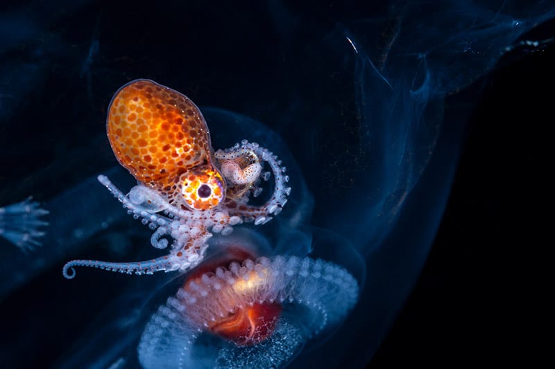 Larval female nautilus octopus