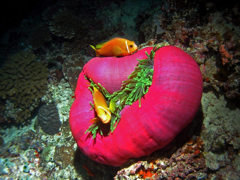 A couple of Maldive anemonefish in Baa Atoll, Maldives