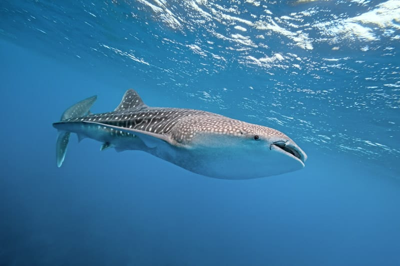 Whale shark swimming in the waters of the Maldives