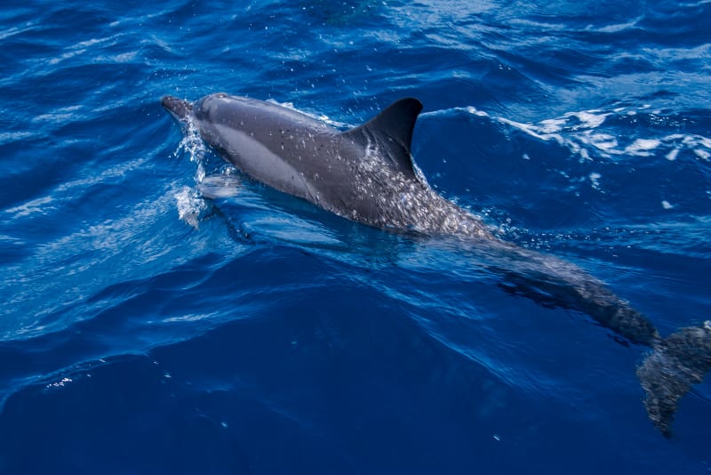 Dolphin cruise in the Maldives