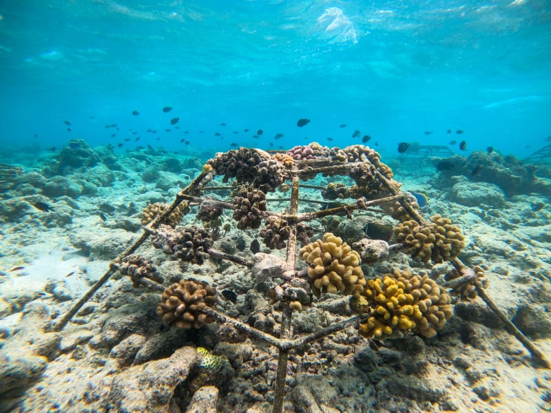 Corals growing on a special coral frame in the Maldives