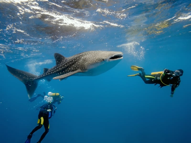 Dhigurah is the best place in Maldives for swimming with whale sharks