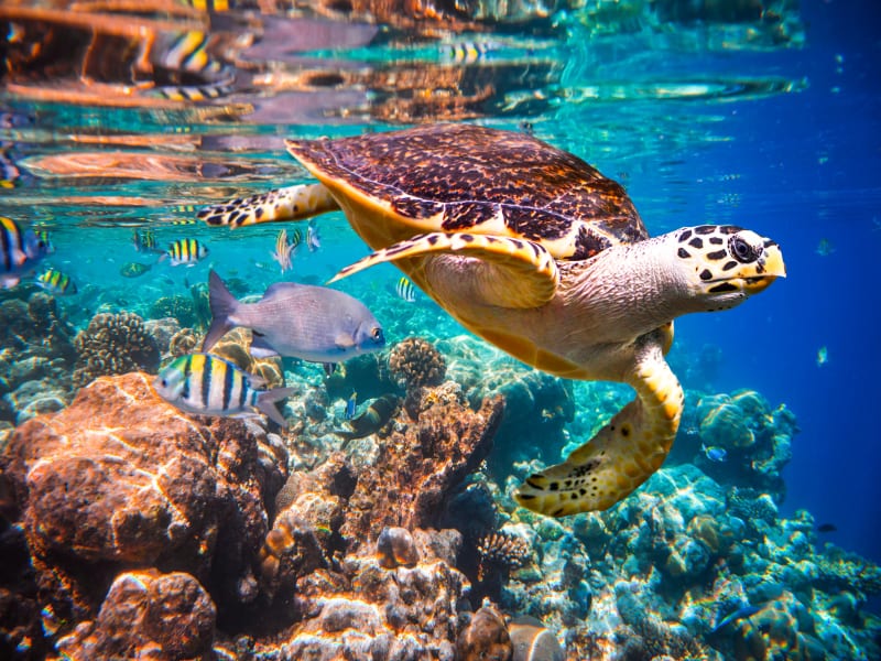 Marine conservation - a rescued turtle in the Maldives