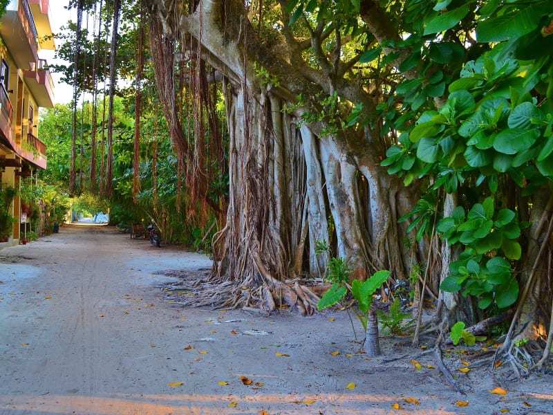 Green and friendly - Ukulhas island, Maldives