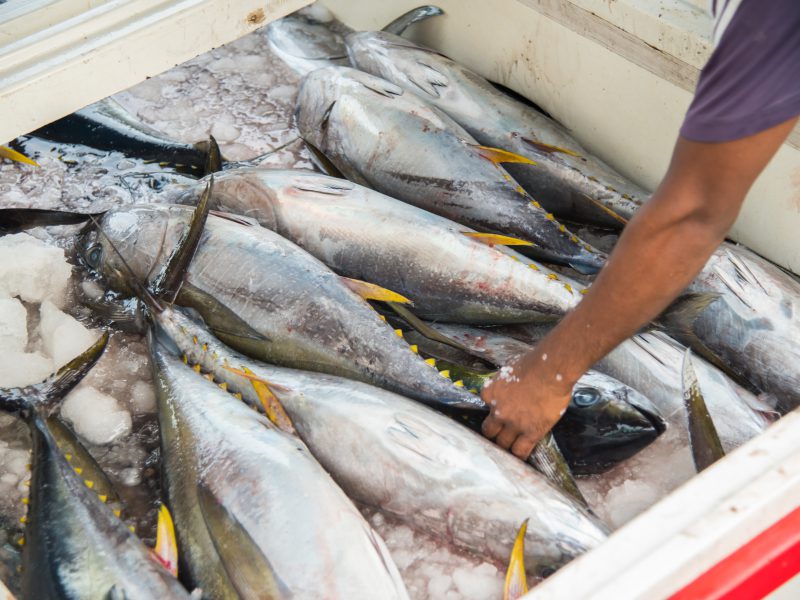 Catch of the day - Tuna in the Maldives