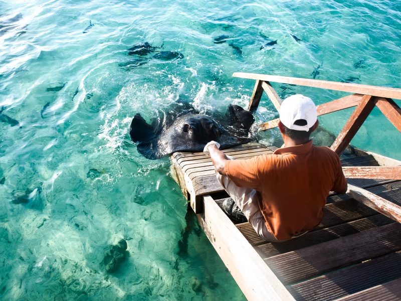 Feeding the rays at a Maldives resort