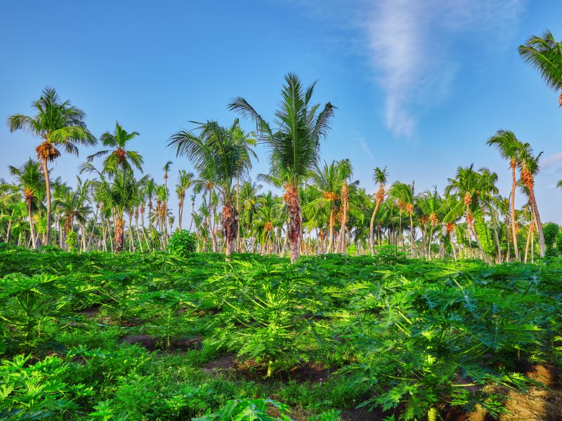 Thoddoo, Maldives - The Agriculture Island