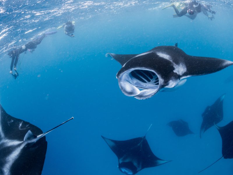 Manta rays in Hanifaru Bay, Baa Atoll, Maldives