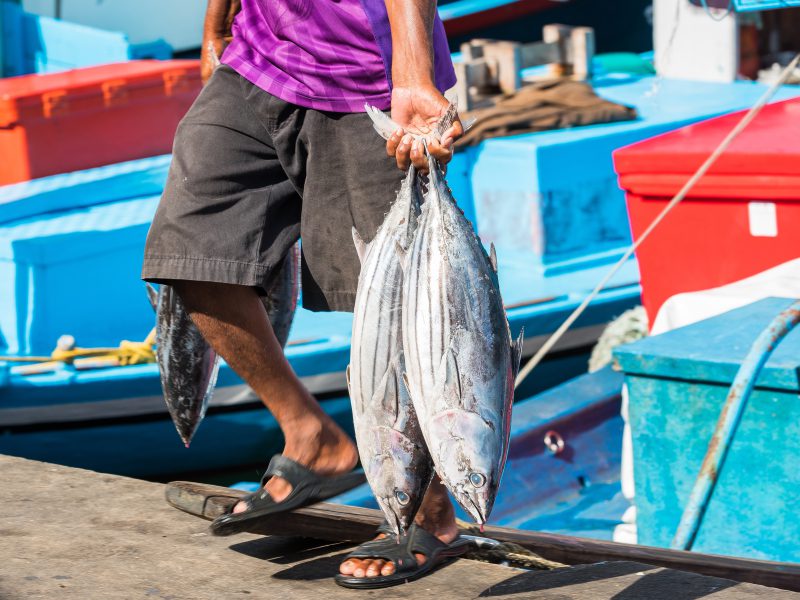 A Maldivian fisherman brings in his catch of the day