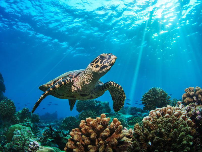 Learning about underwater life in the Maldives