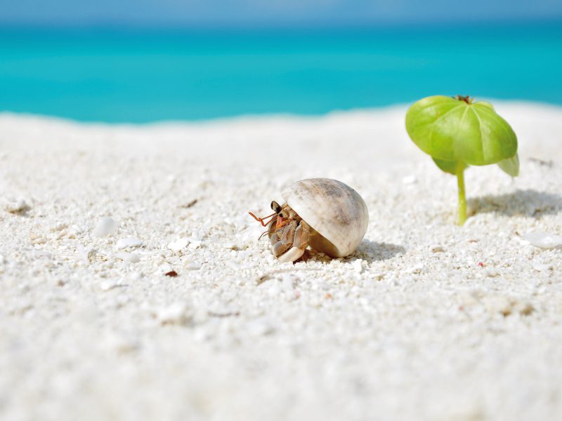 Crab racing in Maldives