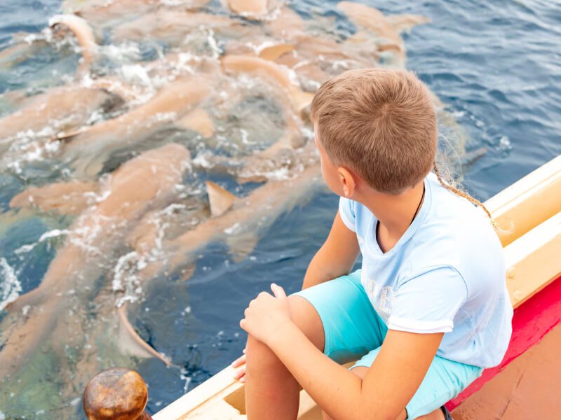 Maldivian sea life