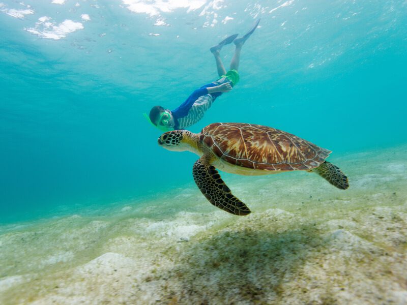 Snorkeling with turtles