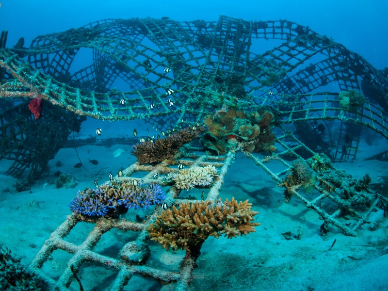 coral regeneration in sea