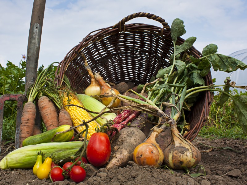 organic vegetables