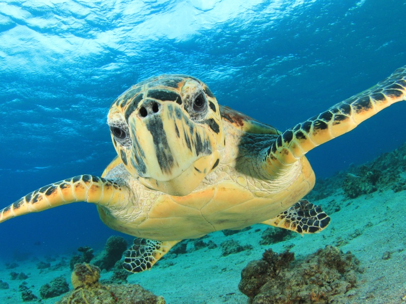 Turtle in Maldives