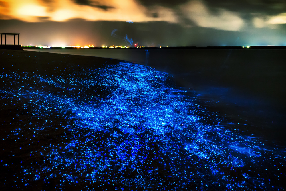 Exploring the Sea of Stars in the Maldives: An Ultimate Guide